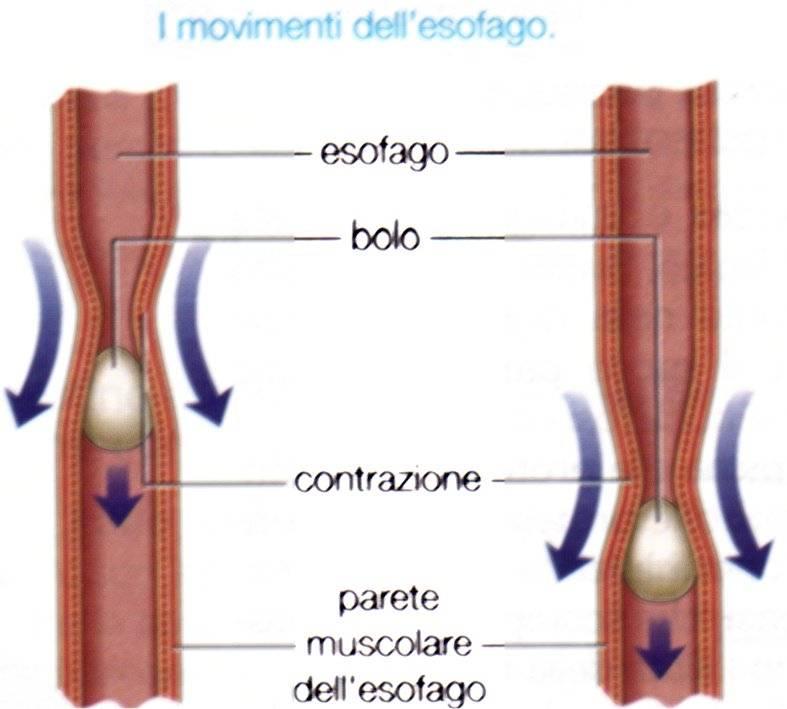 ESOFAGO L esofago unisce la faringe allo stomaco.