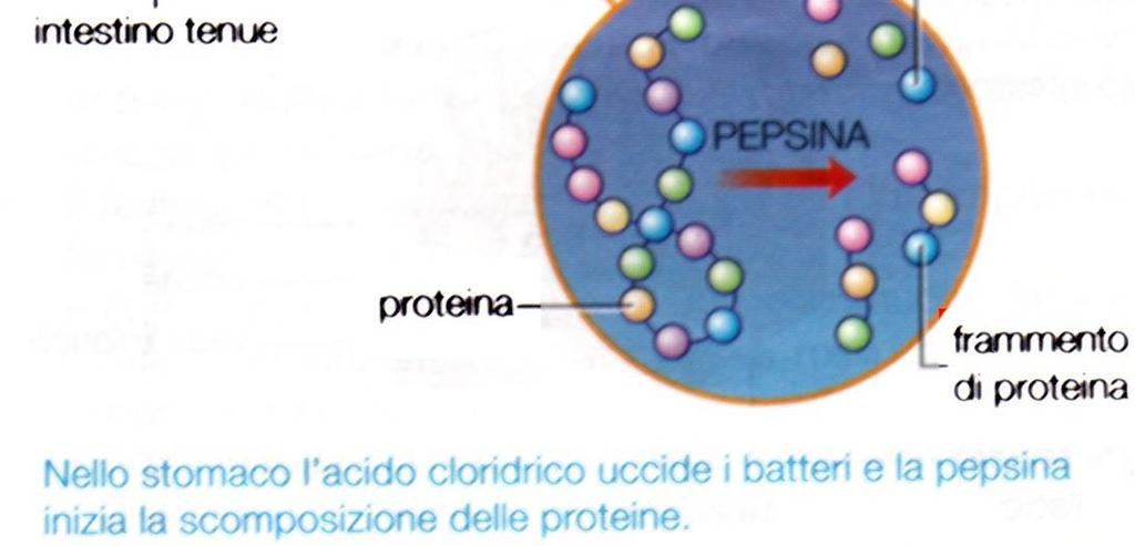 pepsina in grado di digerire proteine e altre molecole.