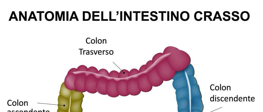 INTESTINO CRASSO L INTESTINO CRASSO è lungo 1,5 metri e largo 5 cm.