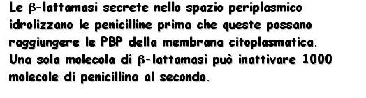 Le β-lattamasi sono: Inducibili ed Esocellulari nei