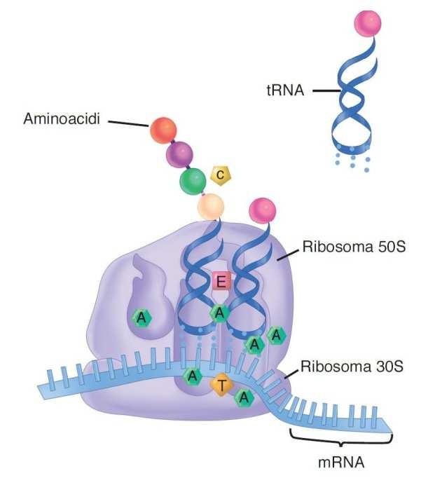 Antibiotici attivi sulla sintesi proteica Un gruppo assai numeroso di antibiotici deve la propria azione antibatterica all interferenza con la sintesi proteica intervenendo con diversi meccanismi di