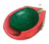 disseminazione è detta anemofi la. Frutti trasportati dagli animali Agrimonia (Agrimonia eupatoria L.