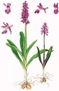 Il percorso didattico dell Orto botanico Le orchidee Orchidea gialla (Orchis paucifl ora Ten.