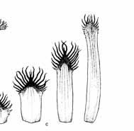 Le specie vegetali signifi cative dell Orto botanico Pianta densamente cespugliosa, con guaine bruno-rossastre. I fusti sono alto 70-90 cm.