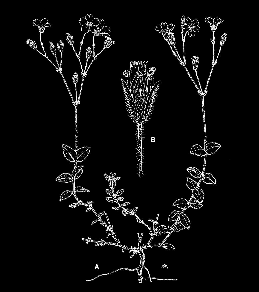 ) CARYOPHYLLACEAE Erba di San Giovanni aghifoglia, Cori (Hypericum coris L.) GUTTIFERAE Forma un piccolo ed elegante cespuglio, alto fi no a 40 cm, di colore verde glauco, con fusticini ascendenti.