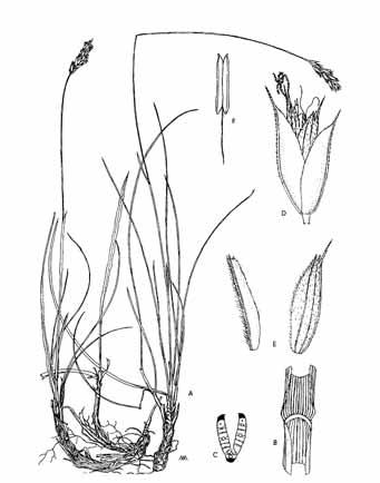 Le specie vegetali signifi cative dell Orto botanico Questa pianta ha rosette di foglie basali strette ed allungate, coriacee, che recano degli evidenti punti bianchi: sono secrezioni di calcare,