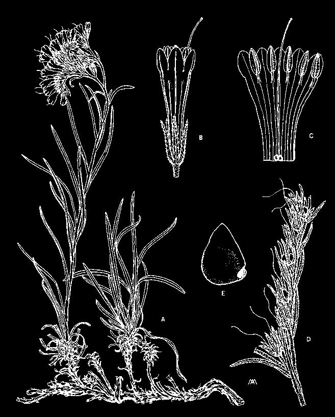 numerosi studiosi, in gran parte botanici, ma anche zoologi e geologi, all esplorazione di queste montagne.