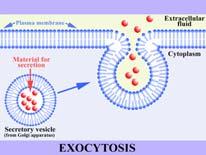 La via secretoria della sintesi e smistamento delle proteine Endocitosi & Esocitosi Biotecnologie http://www.ncbi.nlm.nih.gov/books /NBK21471/figure/A4740/?