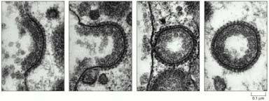 b) Dettaglio di un triscele di clatrina. Ciascuna delle tre catene pesanti della clatrina ha una struttura ripiegata apsecifica.