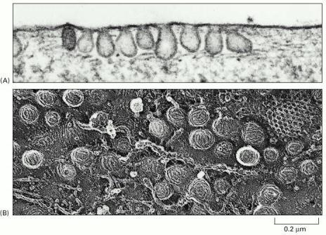 Nonostante non sia ovvio in (a) e (b), ogni triscele ha una curvature intrinseca; quando i trisceli polimerizzano, formano una struttura curva (non piatta).