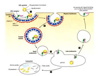 Il ph acido di questo compartimento provoca un cambiamento conformazionale del recettore per le LDL che porta al rilascio delle particella di LDL legata. 4.