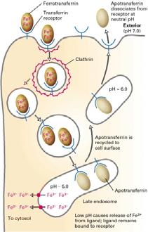 Il recettore per la LDL viene riciclato verso la superficie cellulare dove, al ph neutro dell ambiente esterno subisce un cambiamento conformazionale tale di potere legare altre molecole di LDL