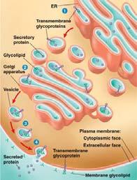 Esocitosi & Endocitosi ESOCITOSI http://www.ncbi.nlm.nih.gov/books/nbk21471/figure/a4740/?
