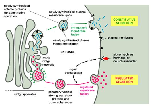 Le cellule secretorie specializzate hanno inoltre una via di secrezione regolata, mediante la quale proteine selezionate nella rete trans del Golgi sono