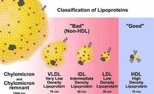 Trasporto di colesterolo e trigliceridi Il colesterolo e i trigliceridi sono trasportati dai fluidi corporei sotto forma di particelle di lipoproteine.