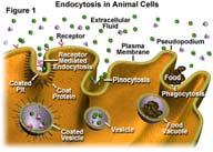 ENDOCITOSI Nell endocitosi il materiale viene introdotto nella cellula.