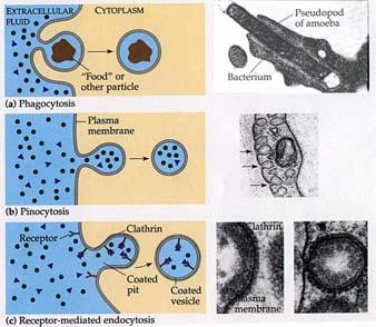 Pinocitosi, TEM Pinocitosi nell endotelio