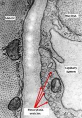 org/sputnam/biology/u3cell/pinocytosis_1.