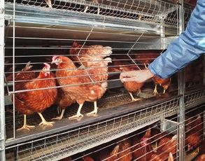 Non avendo però i corridoi d ispezione liberi dagli animali, le galline possono usare l intera superficie del capannone come area per razzolare.