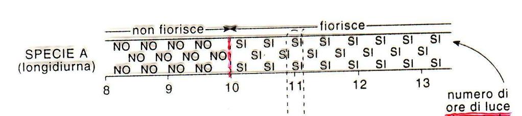 In base al numero giornaliero di ore di luce le piante si dividono in: longidiurne fioriscono solo quando la lunghezza del giorno supera un valore critico