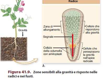 superiore Nella radice, la maggiore sensibilità all IAA, causa una inibizione della distensione