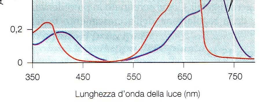 che assorbe la luce) di un fitocromo si alterna tra due