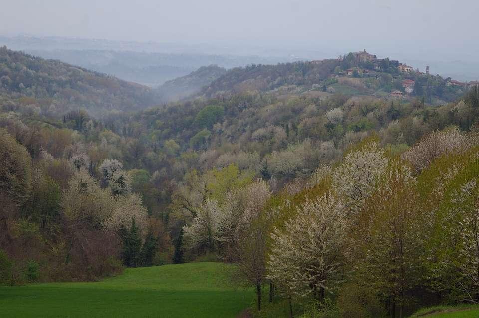 IL PAESAGGIO STORICO DELL ULIVO IN PIEMONTE Siccome la posizione di Pino è molto elevata ed alpestre, quegli abitanti coltivavano gli olivi da cui traevano grande profitto distribuendo l olio ne