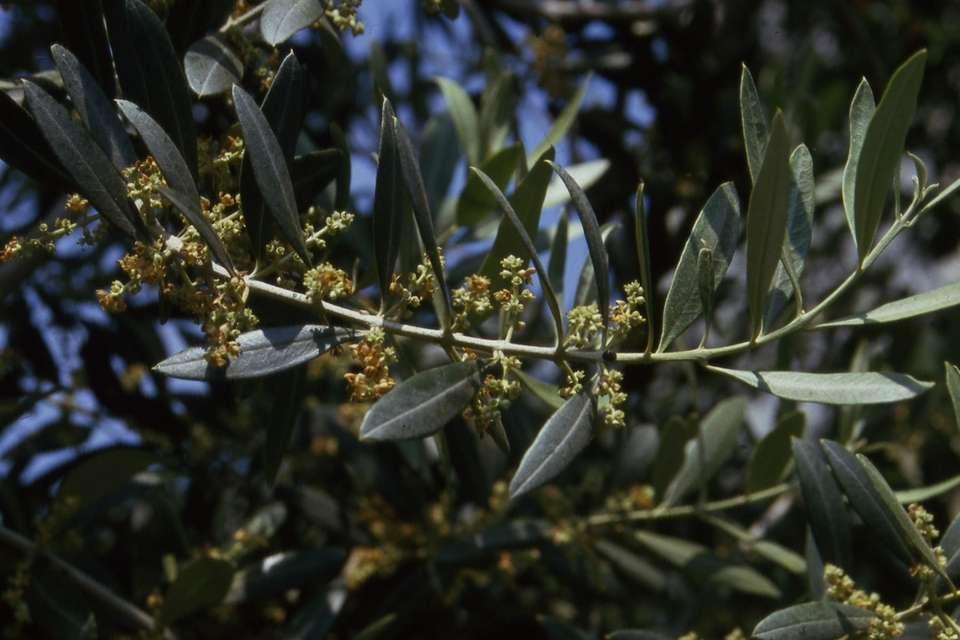 IL PAESAGGIO STORICO DELL ULIVO: IN PIEMONTE Nell Astigiana coltivansi pure gl olivi, siccome ne risulta e dal nome delle regioni, che sulla faccia meridionale delle colline da Castelnuovo d Asti a