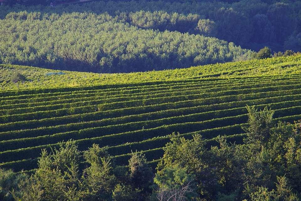 L OPERA DI CAVOUR Quando CAVOUR cominciò ad introdurre i nuovi metodi di agricoltura ebbe non solo a lottare colla ignoranza,, ma anche con la superstizione dei lavoranti; ma non si scoraggiò e nel