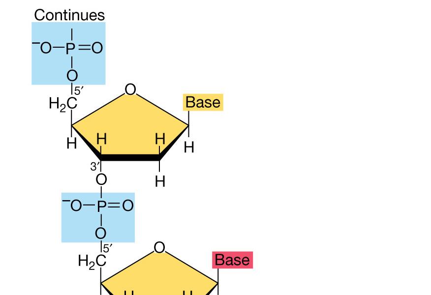 La replicazione del DNA Il precursore di ognuno dei nuovi nucleotidi nella catena è un nucleoside 5 -trifosfato dal quale