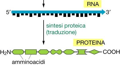 La sintesi delle proteine L ultima tappa del trasferimento dell informazione biologica, la traduzione