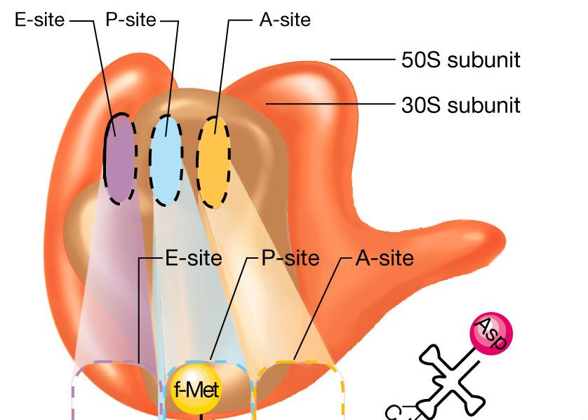 una subunità 30S e da una subunità 50S che formano il ribosoma 70S.