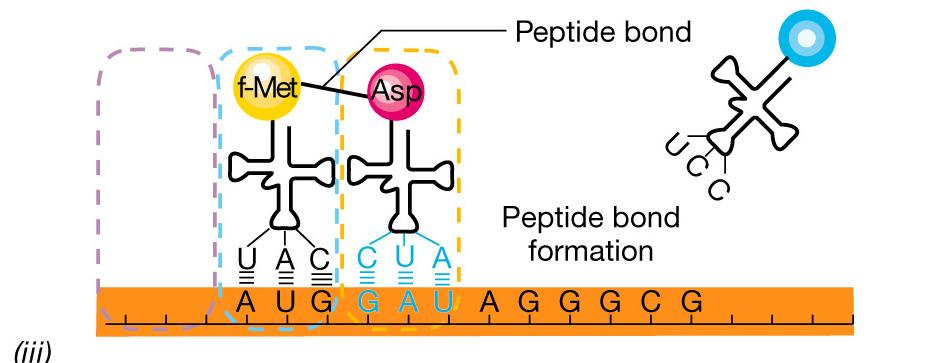 iii Formazione del legame peptidico ad opera dell enzima peptidil transferasi, tra aminoacidi su