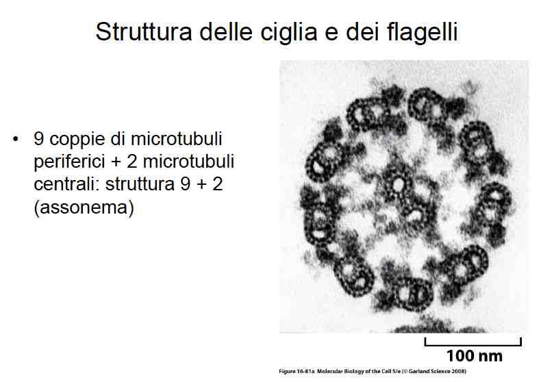 Ciglia e Flagelli Presenti sulla superficie cellulare per il movimento della cellula o dei liquidi sulla superficie della cellula