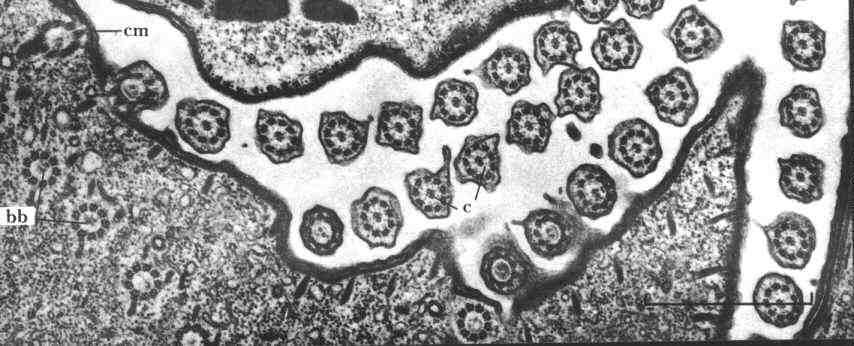 Centrioles and Basal Bodies Cilia and flagella are organized from centrioles that move to