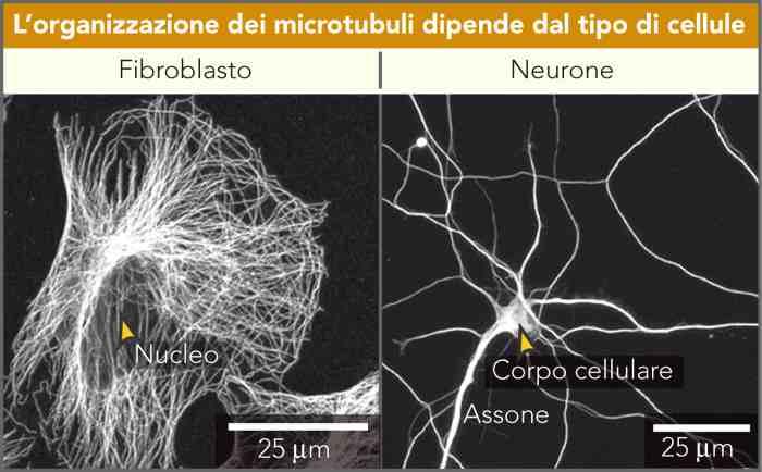 microtubulo è formata da una serie di subunità sferoidali: