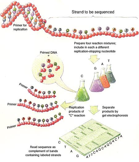L'incorporazione di un dideossinucleotide lungo il filamento di DNA in estensione ne causa la terminazione prima del raggiungimento della fine della sequenza di DNA stampo.