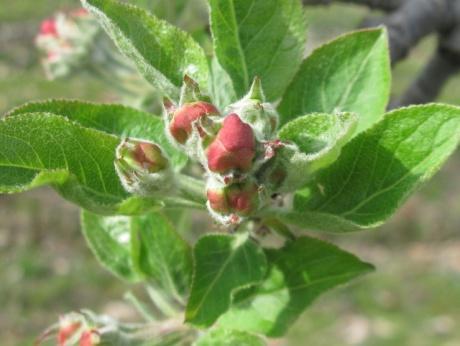 IL MELO N 1 del 12 aprile 2016 Fase fenologica Nella maggior parte dei meleti siamo generalmente tra le fasi di bottoni rosa (fase E 2 secondo Fleckinger) e apertura fiore centrale (fase F secondo