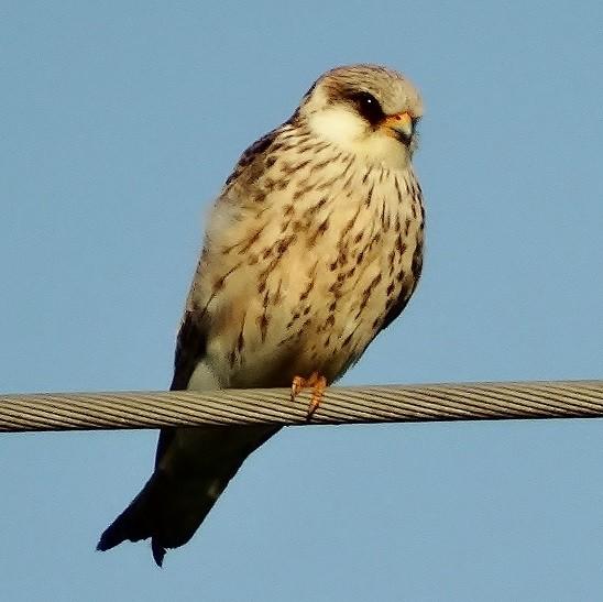 corso dell'anno oltre 200 specie di uccelli.