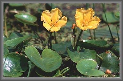 Fucecchio arriva una conferma del valore naturalistico della più grande palude interna italiana e della