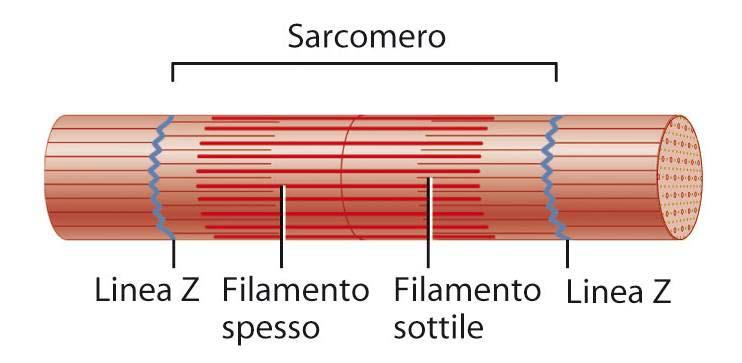 Il tessuto muscolare scheletrico Per tutta la lunghezza della fibra si estendono le miofibrille. Esse contengono filamenti spessi e sottili.