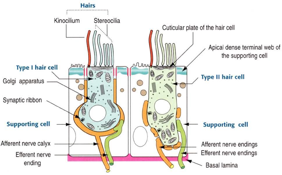 Immagine tratta da: Hystology and Cell