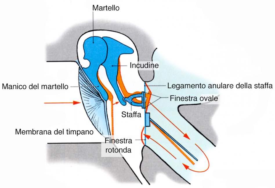 Immagine tratta da: Anatomia Umana-Atlante tascabile-neuroanatomia e