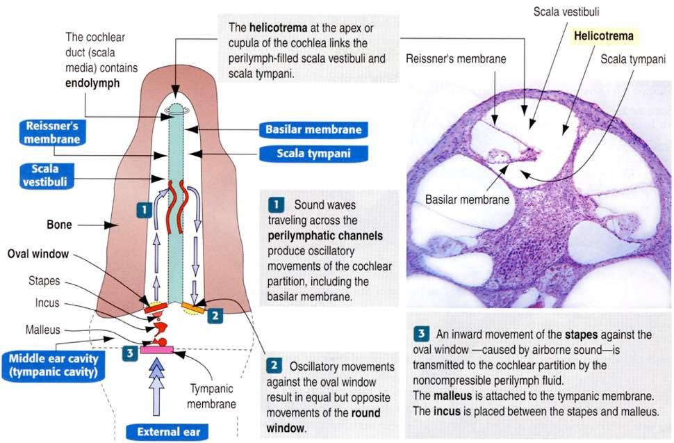 Immagine tratta da: Hystology and Cell