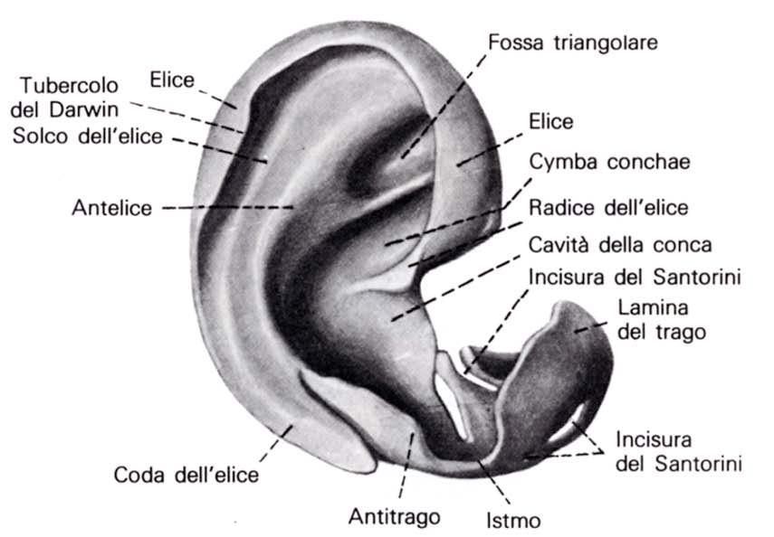 Padiglione auricolare Immagine tratta da: Anatomia