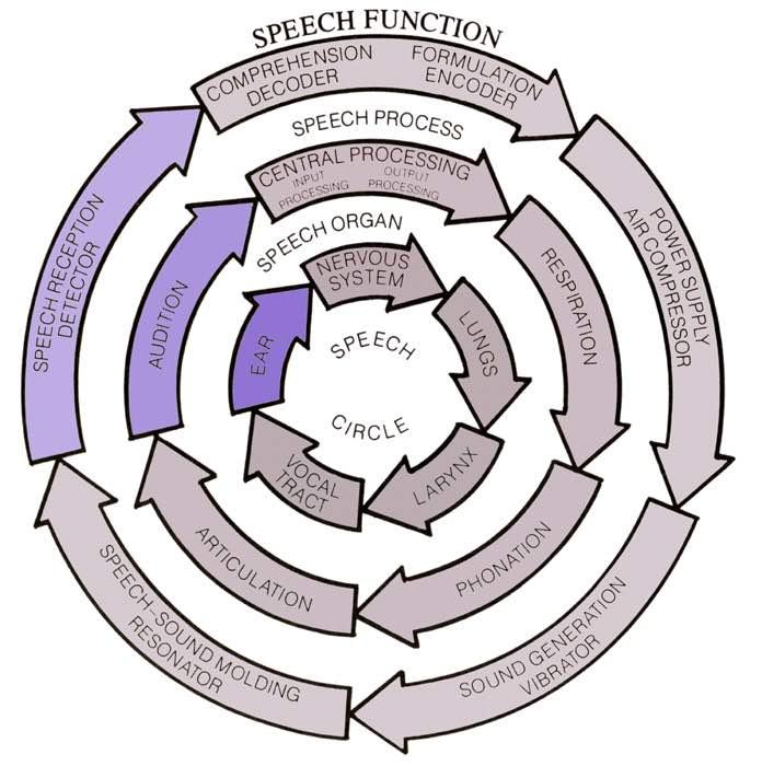 Functional Anatomy of Speech, Language and Hearing: A