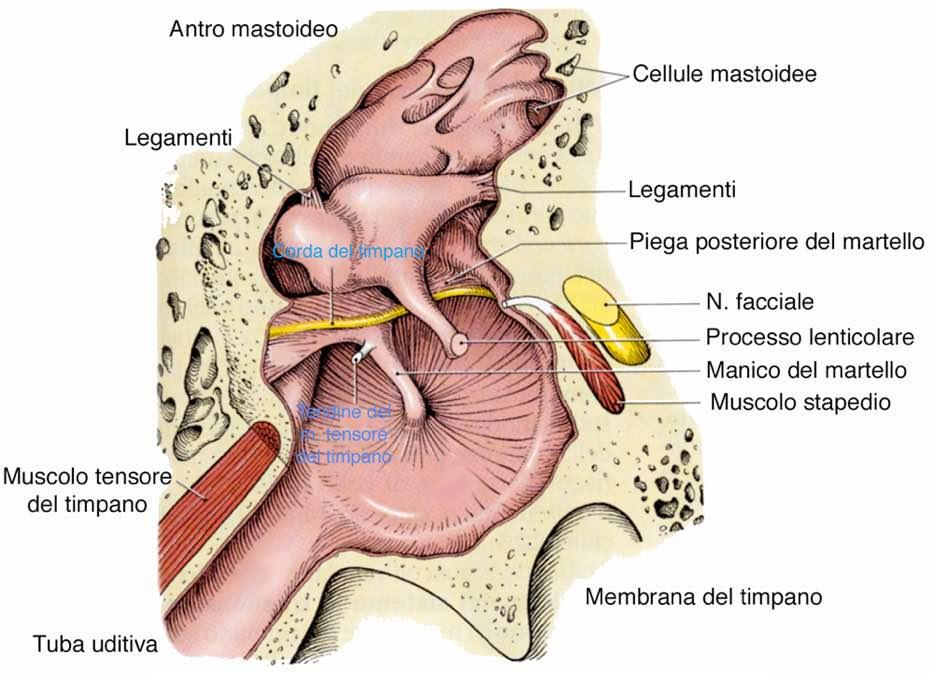 Faccia laterale Immagine tratta da: Anatomia Umana-Atlante