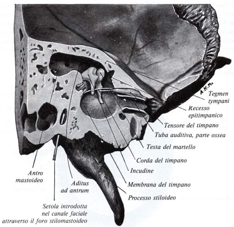 Immagine tratta da: Anatomia del Gray, Vol.