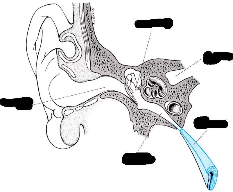 Cavo del timpano Meato acustico interno Meato acustico esterno Tuba uditiva (parte cartilaginea) Tuba