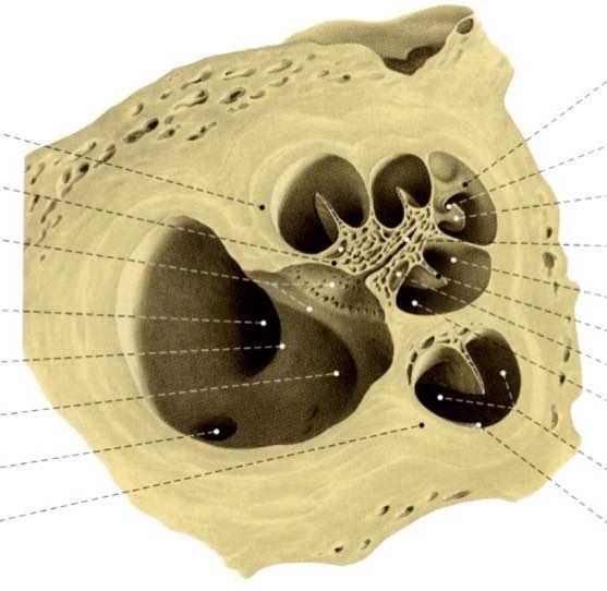Giro apicale della coclea Giro basale della coclea Base del modiolo Area cocleare Tractus spiralis foraminosus Area del n.
